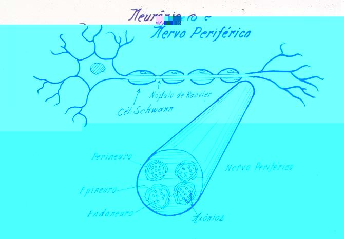 Figura 1. Esquema do nervo periférico Fonte: Joel Sampaio Antunes A invasão das células de Schwann deve ser o passo precoce e crucial para a perda sensitiva e motora (RAMBUKKANA, 2000).