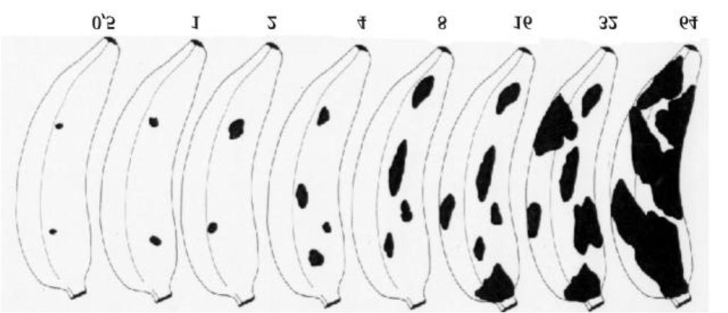 Figura 3- Severidade do crescimento de Colletotrichum musae submetida a concentração dos extratos vegetais.