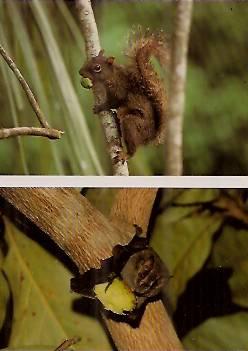 Atividade para quem não vai participar da viagem para Foz do Iguaçu: Faça e traga uma pesquisa individual sobre o Bioma da Mata Atlântica com o