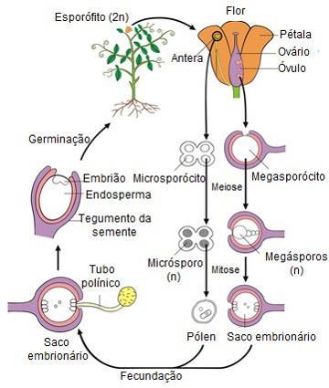 Reprodução das angiospermas A reprodução das angiospermas inicia-se com a polinização, que é o encontro do grão de pólen com a parte feminina de uma flor, mais precisamente o estigma.