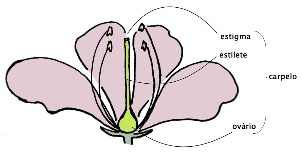 Reprodução das plantas com flores A reprodução de quase todas as plantas acontece por meio da flor, que possui, em seu interior, o órgão feminino chamado de gineceu e o órgão masculino chamado de