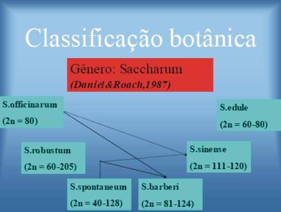 Figura 1 Classificação botânica