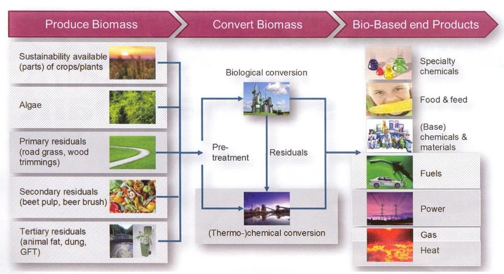 Economia Baseada na biomassa