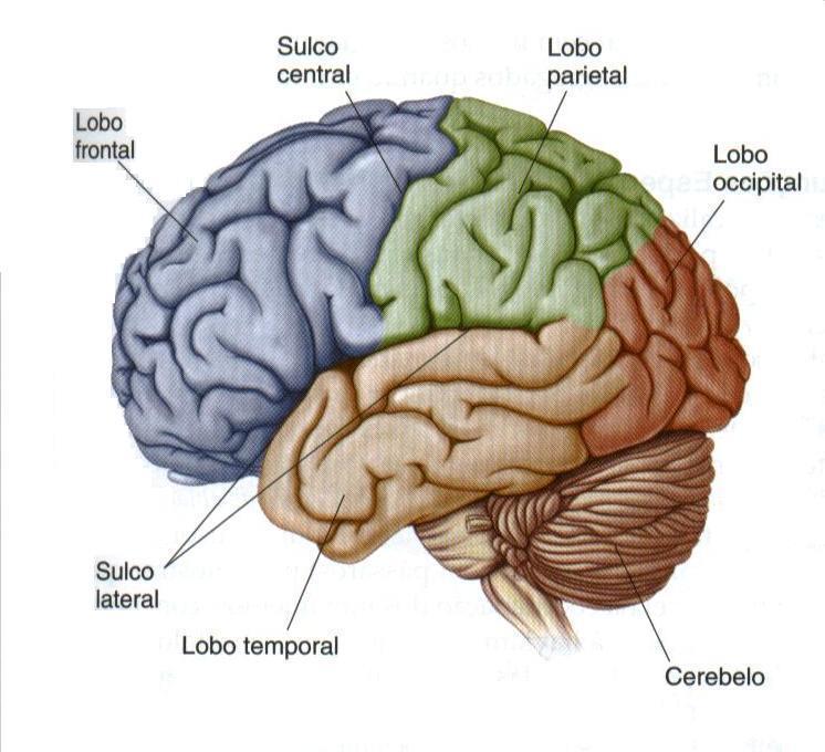 O lobo frontal é a área do cérebro ligada à concentração, ao planejamento, à iniciativa e aos cálculos mentais rápidos, conceitualização abstrata, habilidades de solução de problemas, execução oral e