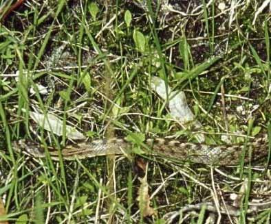 tapada nacional de mafra cobra-lisa-bordalesa (Coronella girondica) Dimensões: 70 cm de comprimento. Alimentação: lagartos, osgas, fura-panascos e pequenas cobras.