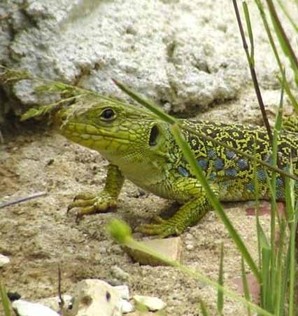 tapada nacional de mafra sardão (Lacerta lepida) Dimensões: 150-260 mm de comprimento cabeça-corpo (a cauda pode atingir o dobro do comprimento do corpo).