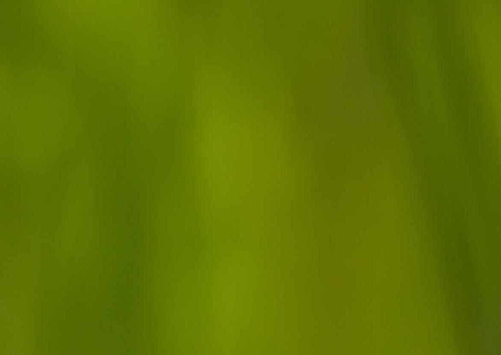 lagarto-de-água (Lacerta schreiberi) Dimensões: 125 mm de comprimento cabeça-corpo (a cauda pode medir 2x o comprimento do corpo).