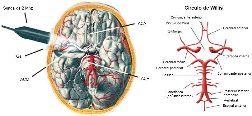 32 acústicas, nomeadamente: janelas transtemporais, suboccipitais ou foraminais, transorbital e submandibular.