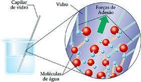 Capilaridade Trata-se de processo físico em que moléculas de água ascendem dentro de um tubo capilar caso dos vasos condutores.