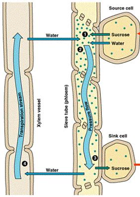 Condução de seiva orgânica Sentido mais comum da condução: folhas demais partes da planta.