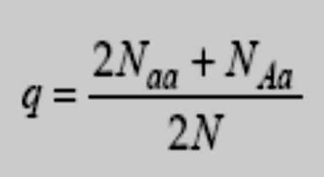 A = p e a = q POP1 POP2 90 AA; 40 Aa; 70 aa; 45 AA, 130 Aa; 25 aa.