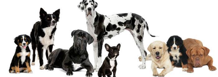 http://www.icr.org/article/rapid-variation-dog-breeds-regulated/ A variação genética de uma população aumenta as chances de que alguns indivíduos sobreviverão.