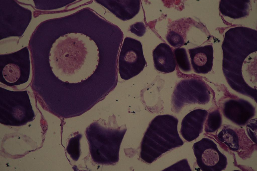 diferentes estádios do ciclo reprodutivo e o tamanho dos ovócitos, sendo que as médias encontradas foram: estádio de repouso, 228,1 µm; maturação inicial, 230,5 µm; e maturação avançada, 253,9 µm; o