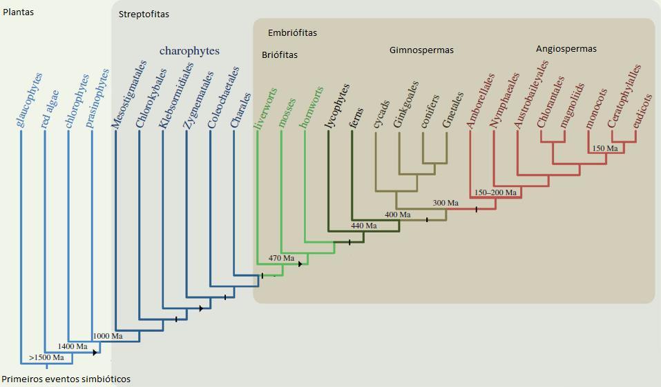 16 Figura 1 - Representação dos eventos-chave que ocorreram durante a evolução das plantas (PIRES; DOLAN, 2012) Ao longo da evolução foi possível a conquista do ambiente terrestre, onde tais plantas