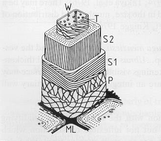 19 Figura 2: Representação das camadas da parede celular (FENGEL; WEGENER, 1989) Quanto ao processo bioquímico de lignificação, este compreende desde a formação dos monolignóis, álcool p-cumarílico,