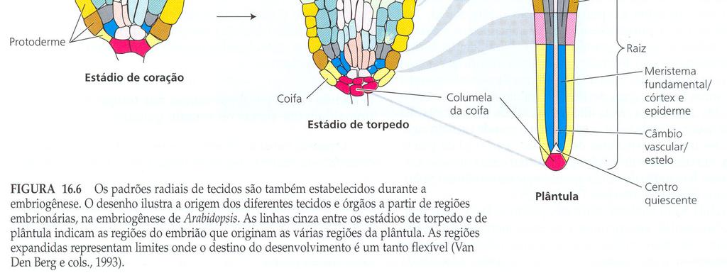 Arabidopsis thaliana