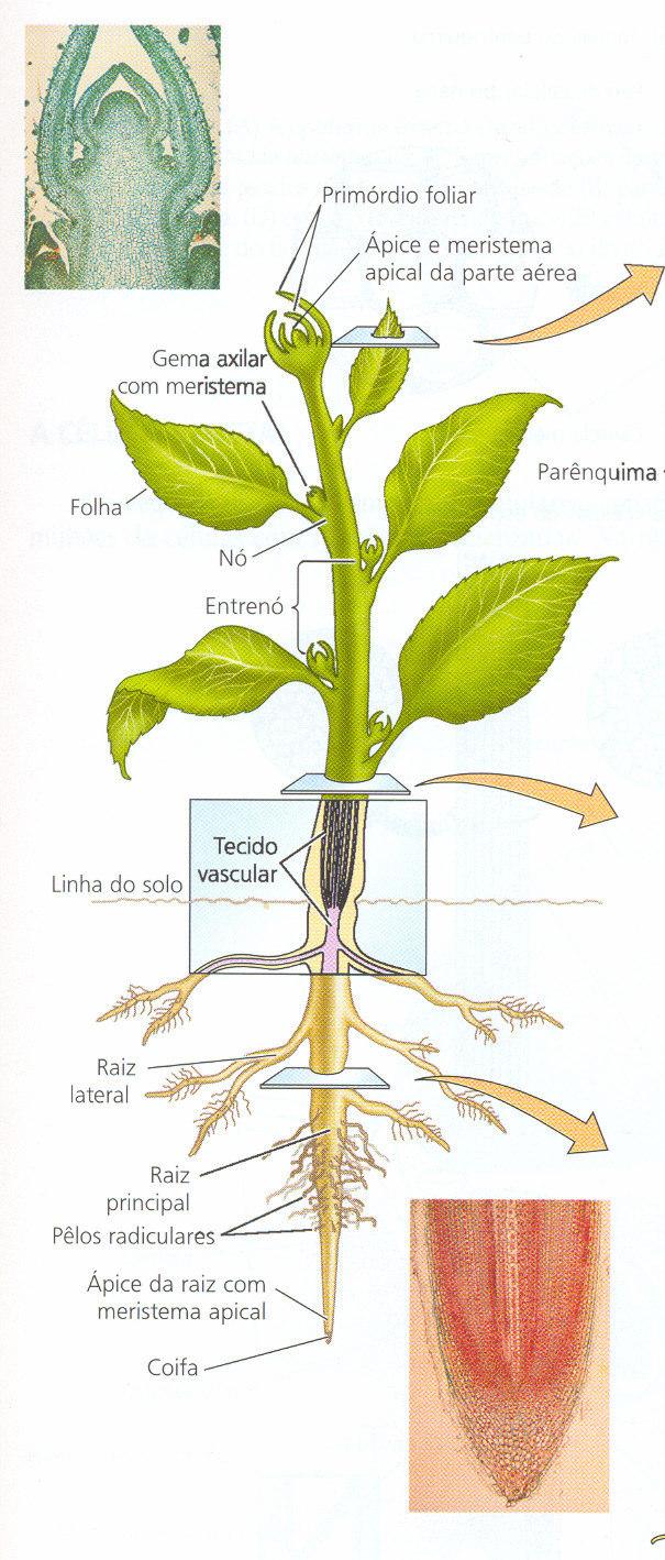 Estabelecimento da planta CRESCIMENTO PRIMÁRIO DESENVOLVIMENTO Divisão celular Alongamento celular