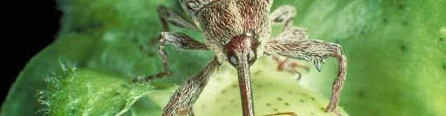 Weevil