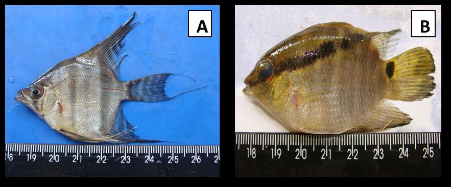 17 espécies de importância para a pesca (sardinha, tambaqui, tucunaré), assim como espécies ornamentais com potencial para aquariofilia (GAMA & HALBOTH, 2004).