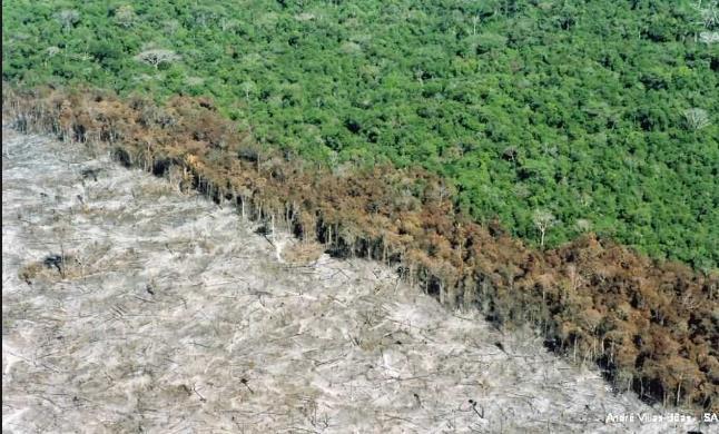 Causas da perda da biodiversidade