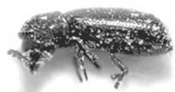 Os lepidópteros são frágeis e, em geral, permanecem na superfície dos grãos, causando, assim, menos prejuízos que os coleópteros.