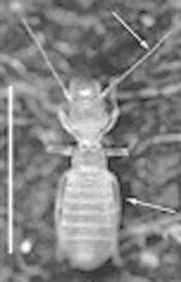 Como exemplo tem-se os insetos da ordem Psocoptera e a espécie A.