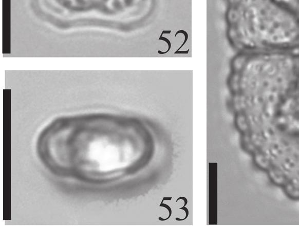 42-43. C.  Apical view. 44-45.