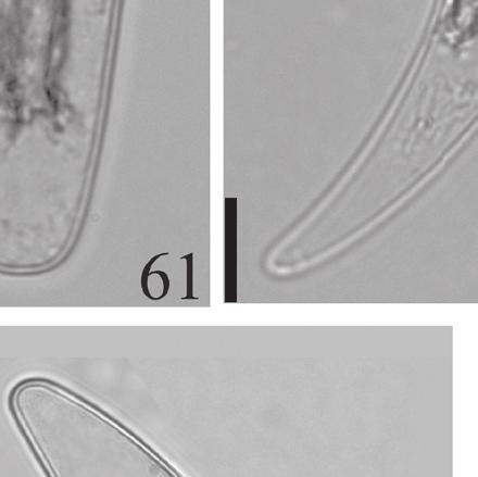 71. C. navicula. var.