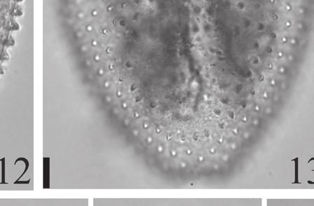 5-6. A. globosum. 6.