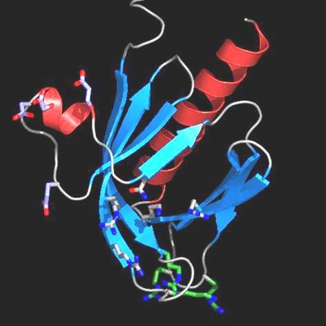 Uma mesma proteína pode apresentar segmentos em α-hélice e em Folha β.