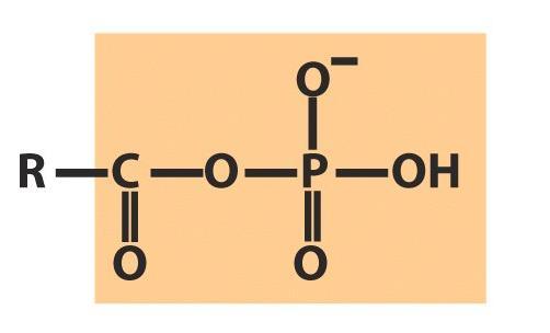 acido carboxilico