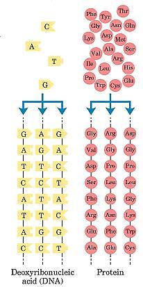 Unidades monoméricas agrupadas em sequência diversas podem originar várias moléculas diferentes DNA S=4 8 =