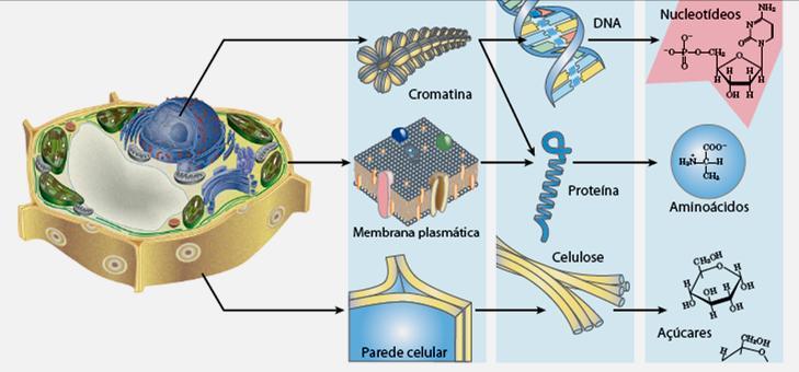 Células são unidades fundamentais dos seres vivos altamente organizadas Tecidos e Organismos Células Complexos supramoleculares