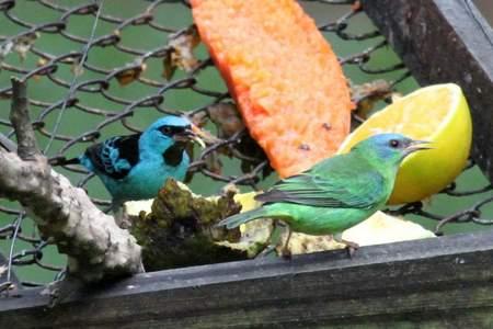 Saí azul Dacnis cayana Tamanho: 13