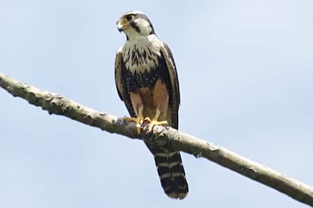 Falcão de coleira Falco
