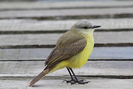 Suiriri cavaleiro Machetornis rixosa