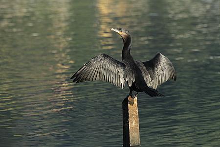 de mata Biguá Phalacrocorax