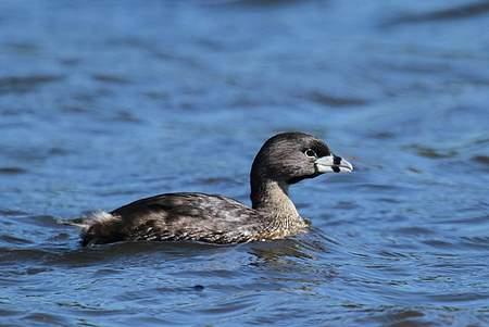 Mergulhão caçador Podilymbus podiceps Tamanho: 33 