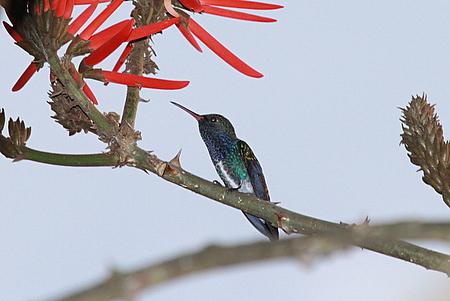 beija flor de peito azul Amazilia