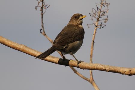 Sabiá poca Turdus