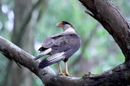 Caracará Caracara plancus Tamanho: 56cm