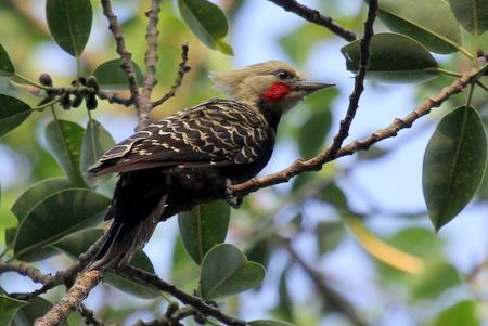 amarela - fêmea Celeus flavescens Tamanho: