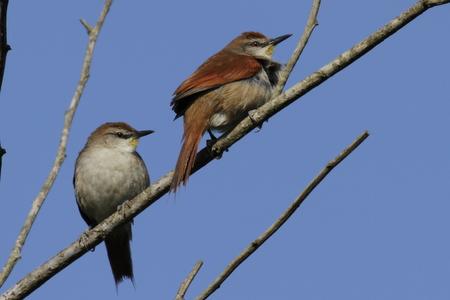 cinnamomeus Tamanho: 15cm sempre a beira