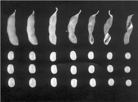 1. MATURAÇÃO Alterações R6 R7 R8 b) Teor de água Frutos secos x frutos carnosos Desenvolvimento da semente e da vagem de soja (Ritchie et al., 1994) TEMPO Teor de água 1.