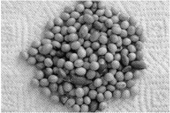 Frutíferas Maturidade