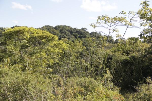 914 Vista geral de extensa área de Manguezal após a travessia do rio Sergipe pelo Traçado Branco.