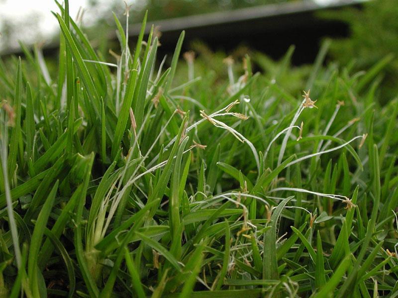 Gramíneas Perenes de Estação Quente Quicuio Nome científico: Pennisetum clandestinum. Origem: Africa Clima : Tropical, baixa resistência ao frio.