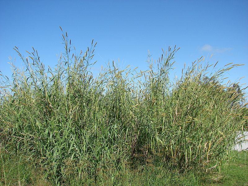 Gramíneas Perenes de Estação Quente Capim elefante (Napier, Cameroon) Nome científico: Pennisetum purpureum.