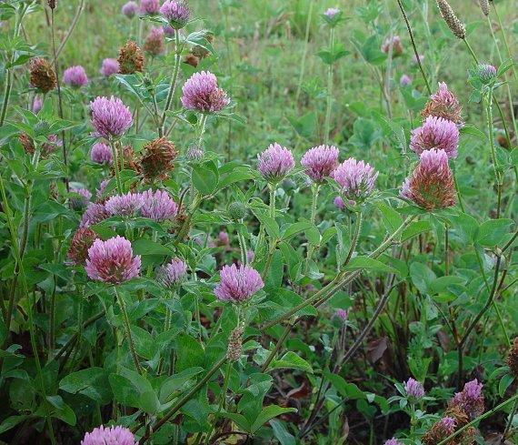 Leguminosas Anuais de Estação Fria Trevo Vermelho Nome científico: Trifolium pratense Origem: Europa Clima : frio, resistente a geada. Solo: Exigente em solos bem drenados, profundos e ph elevado.