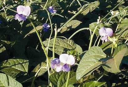 Leguminosas Anuais de Estação Quente Feijão Miúdo Nome científico: Vignia unguiculata, Phaseolus vulgaris Origem: África central Clima : Tropical, quente. Solo: Drenados, tolerante a seca.